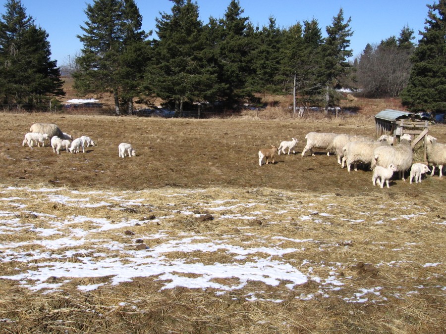 Lambs Outside - Early Spring